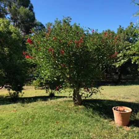 La Mauvanou Bormes-les-mimosas Bormes-les-Mimosas